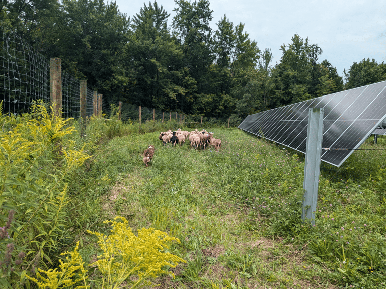 Exploring the Local Benefits of Community Solar